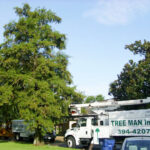 Licensed arborist from Tree Man Inc. inspecting tree branches for pruning or removal assessment in New Orleans LA
