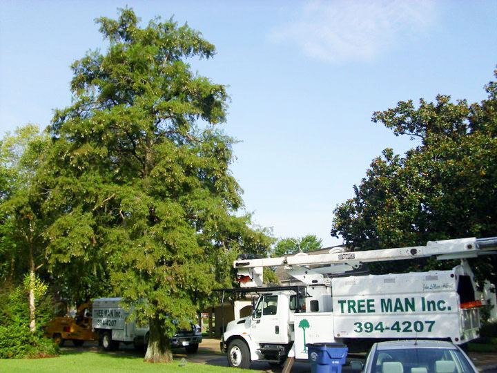 Licensed arborist from Tree Man Inc. inspecting tree branches for pruning or removal assessment in New Orleans LA