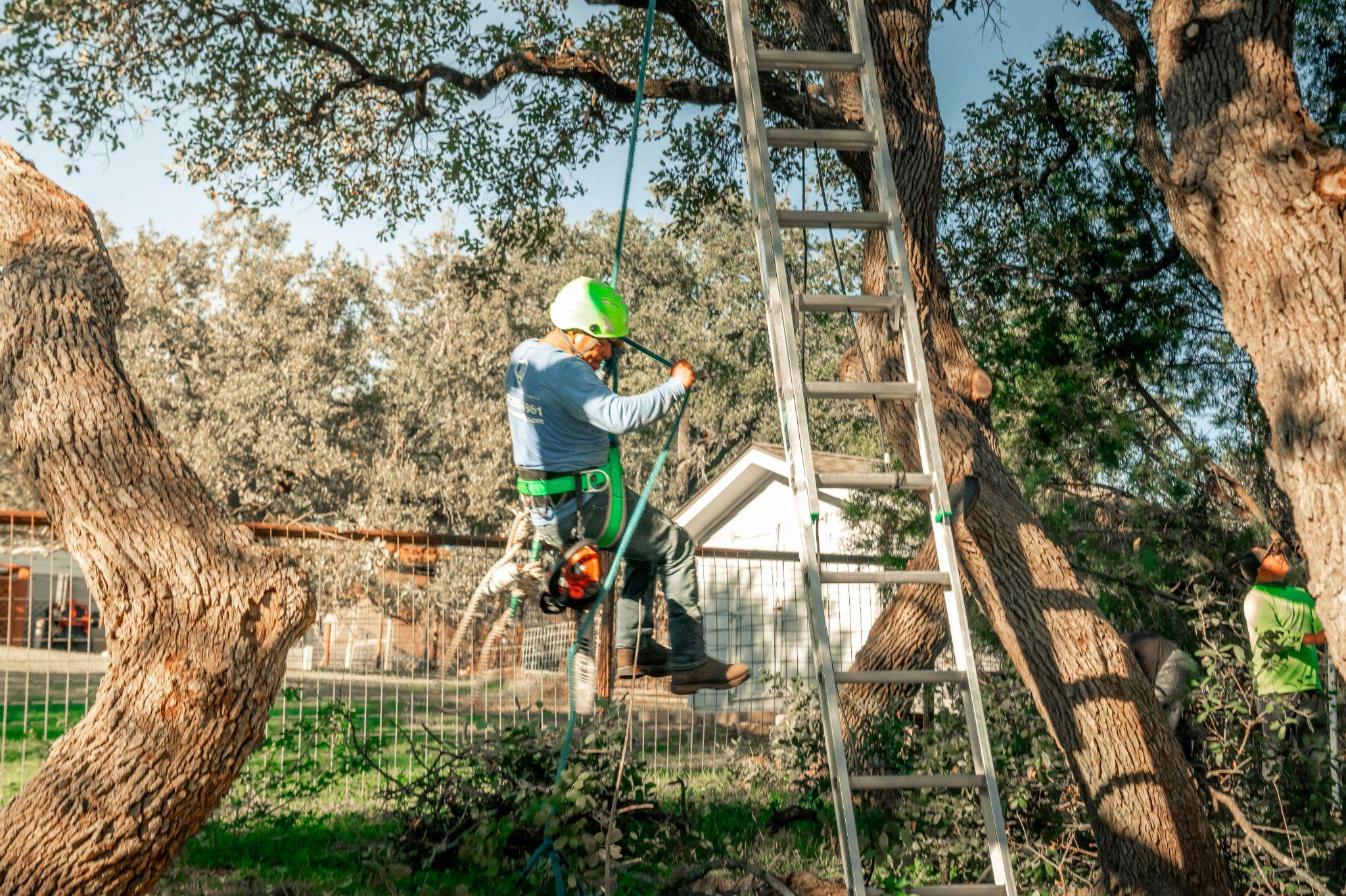 Professional arborist wearing safety gear and helmet climbing a mature tree using ropes and harness, with a ladder secured against the trunk, while another crew member works on the ground.