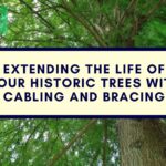 Promotional banner showing a large historic tree canopy with the text “Extending the Life of Your Historic Trees with Cabling and Bracing” and Tree Man Inc. logo.
