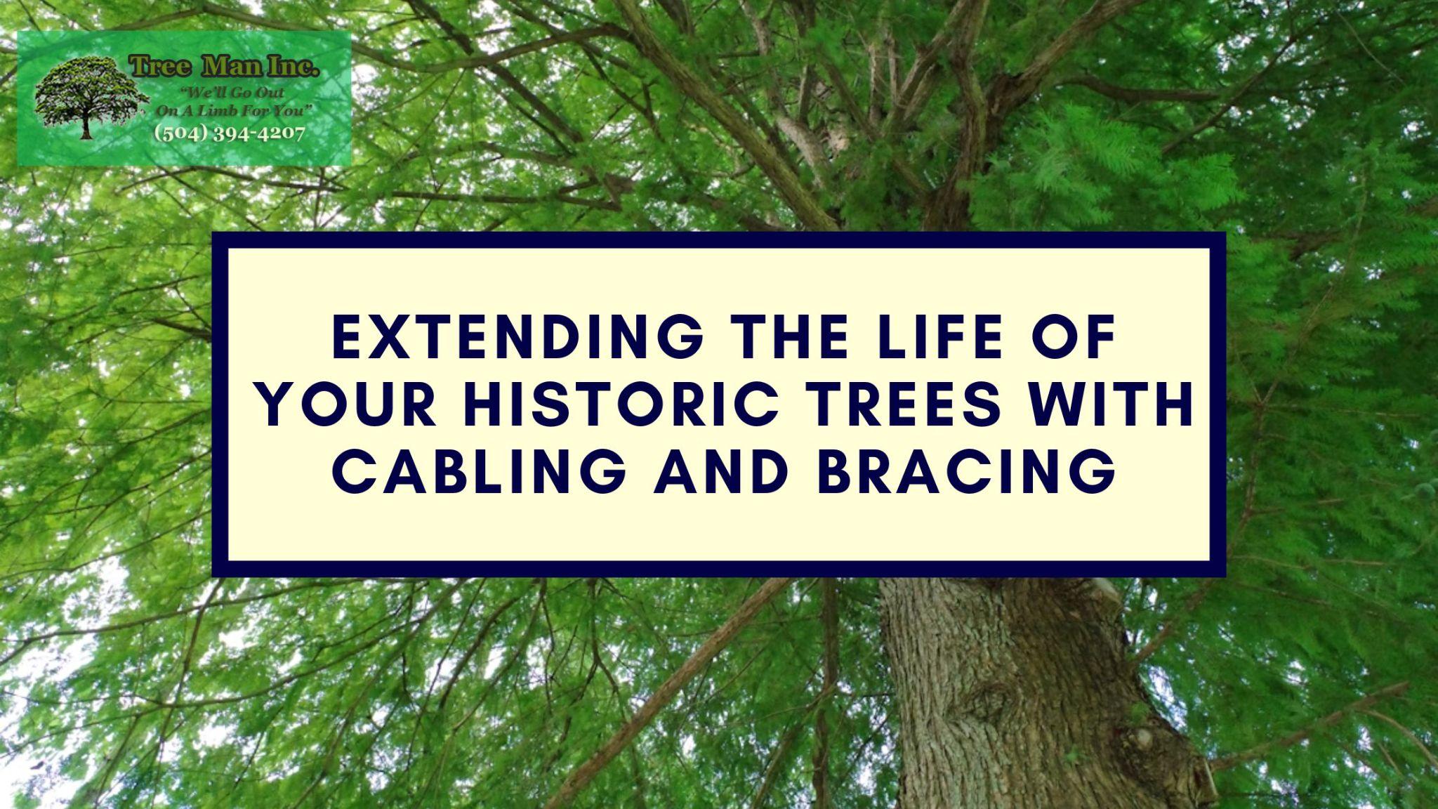 Promotional banner showing a large historic tree canopy with the text “Extending the Life of Your Historic Trees with Cabling and Bracing” and Tree Man Inc. logo.