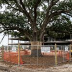 Mature live oak tree protected during a construction redevelopment project in New Orleans, LA
