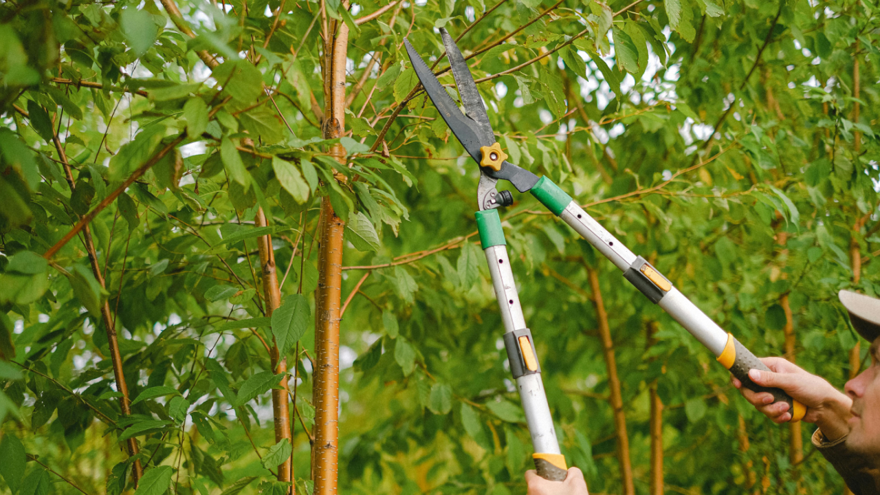 A close-up of a pair of shears that a man is using to cut branches of a tree in a garden.