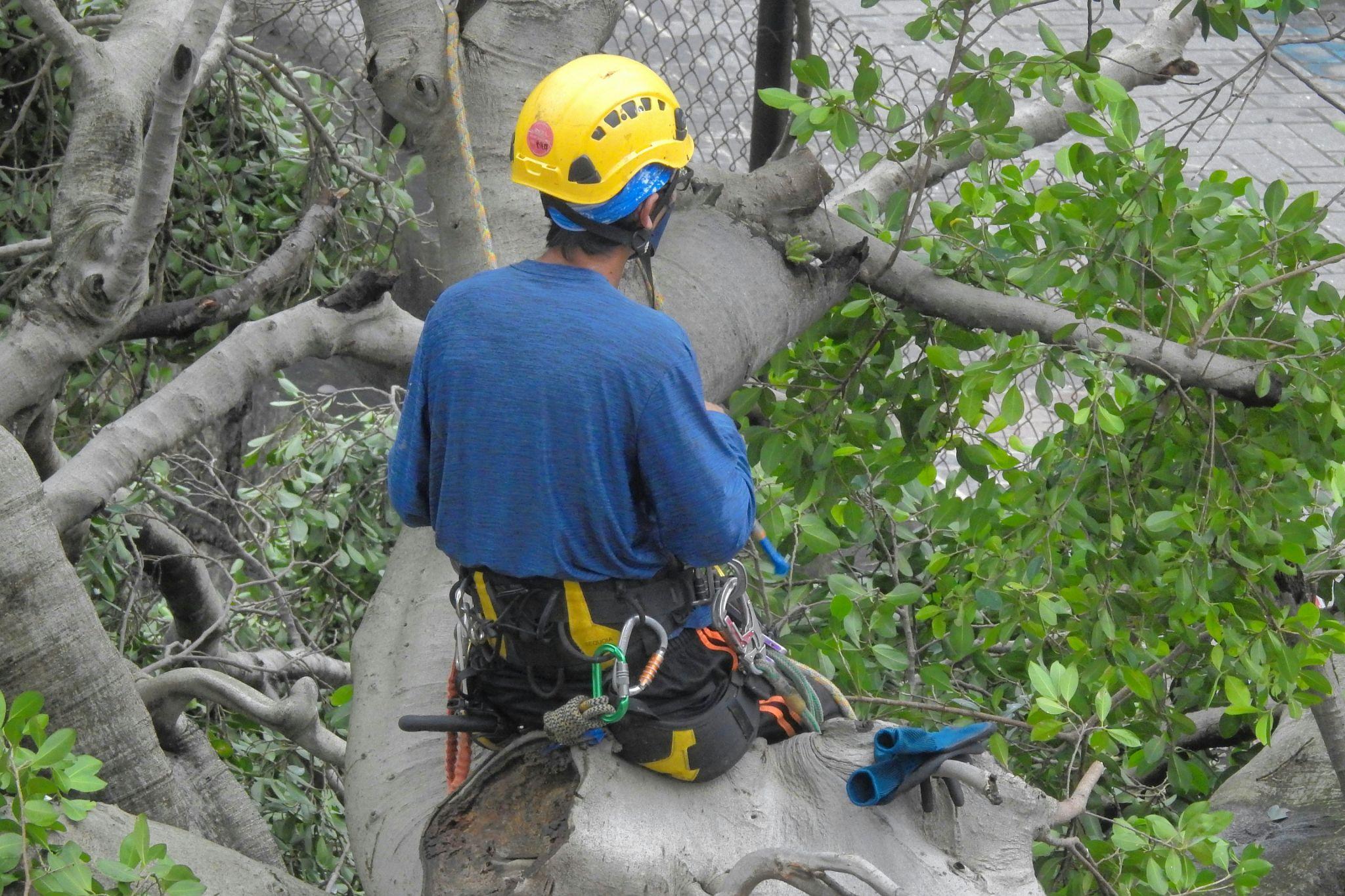 Arborist wearing safety gear performing controlled tree cutting while secured with climbing equipment