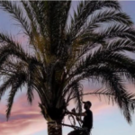 Arborist climbing into the crown of a tall palm, illustrating palm tree trimming in Chalmette, LA