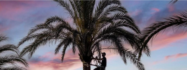 Arborist climbing into the crown of a tall palm, illustrating palm tree trimming in Chalmette, LA
