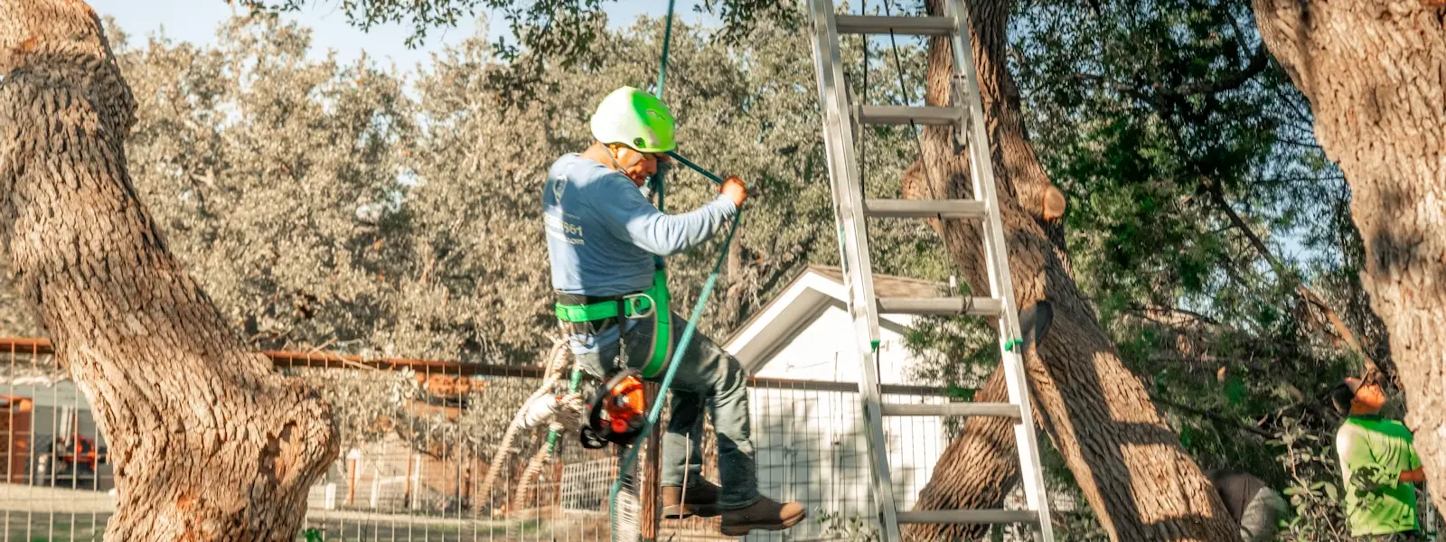 Tree Care in Algiers LA, a licensed arborist pruning high in a tree to prevent property damage, Tree Man Inc.
