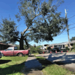 Tree Man Inc. crew providing professional tree care in Metairie, LA, inspecting trees for storm damage and safety