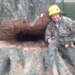 Tree Man Inc. crew providing professional tree care in Metairie, LA, inspecting trees for storm damage and safety