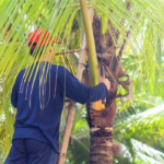 ree Man Inc. technician performing palm tree trimming in Marrero, LA, safely removing dead palm fronds from a tall residential palm tree