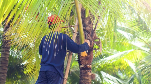 ree Man Inc. technician performing palm tree trimming in Marrero, LA, safely removing dead palm fronds from a tall residential palm tree