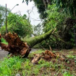 Tree and stump removal in Metairie, LA - a large mature oak on a green property cared for by Tree Man Inc.