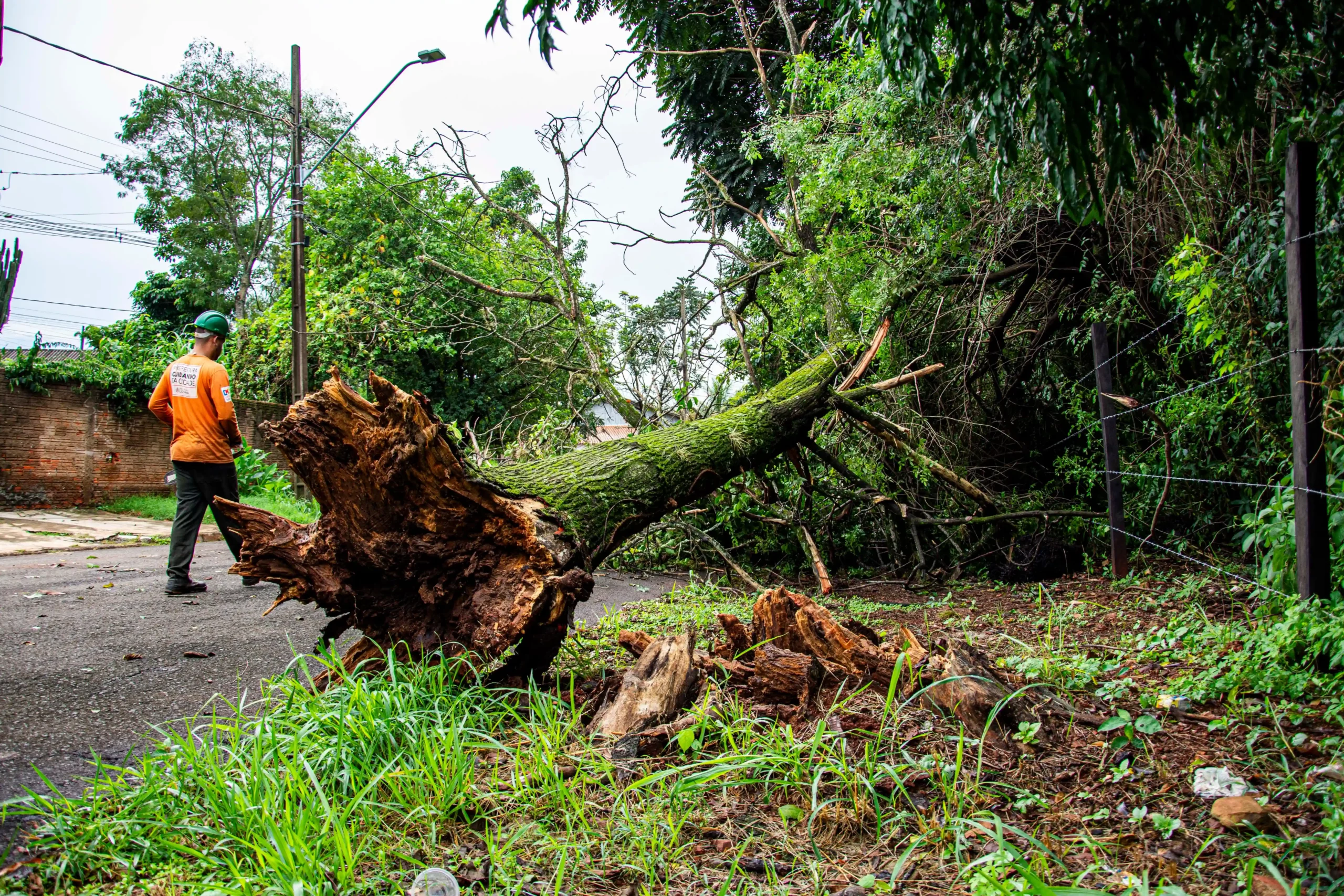 Tree and stump removal in Metairie, LA - a large mature oak on a green property cared for by Tree Man Inc.