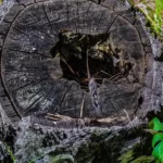 Tree and stump removal in Metairie LA, an old tree stump in a green grass yard, Tree Man Inc.