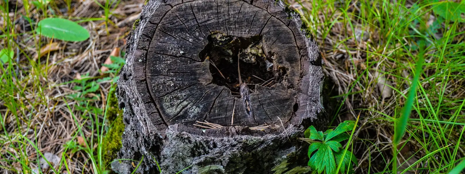 Tree and stump removal in Metairie LA, an old tree stump in a green grass yard, Tree Man Inc.