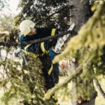 Tree trimming services Metairie LA, lush live oak canopy lining a southern road, Tree Man Inc.