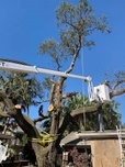dangerous split tree removal 3