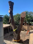 dangerous split tree removal 5