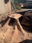 dangerous split tree removal 6