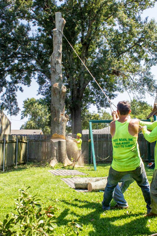 Tree Pruning Service &amp; More in New Orleans, LA | Tree Man Inc.