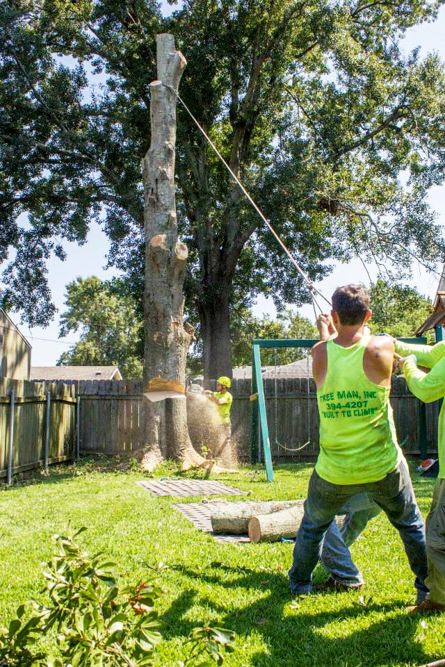 Tree Removal