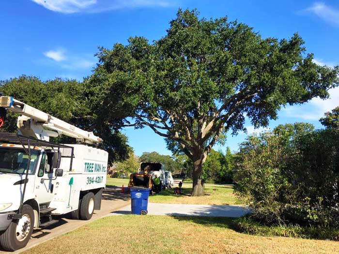 tree appraisal