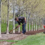 Tree maintenance service in Metairie, LA, with a professional landscaper caring for trees and maintaining a healthy, well-kept landscape for homeowners