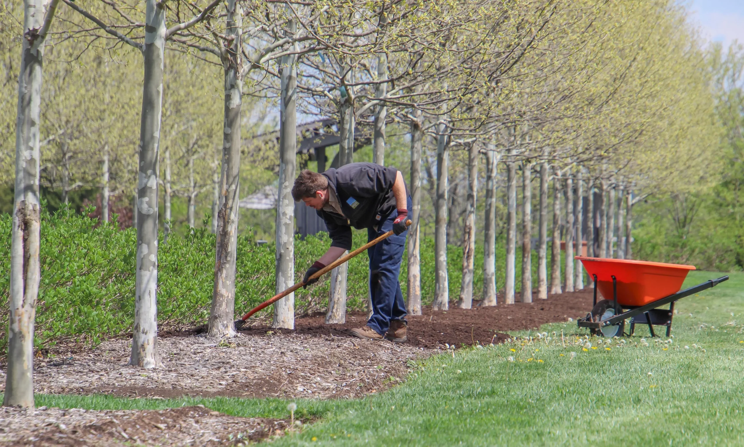 Tree maintenance service in Metairie, LA, with a professional landscaper caring for trees and maintaining a healthy, well-kept landscape for homeowners