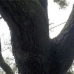 Support cable installed between two leaders of a mature live oak, illustrating tree cabling and bracing in River Ridge, LA