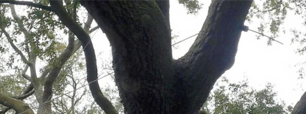 Support cable installed between two leaders of a mature live oak, illustrating tree cabling and bracing in River Ridge, LA