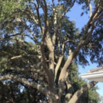 Mature live oak canopy over a house roofline before tree pruning in Harvey, LA