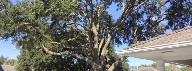 Mature live oak canopy over a house roofline before tree pruning in Harvey, LA