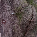Base and root flare of a mature live oak on a residential lot, illustrating tree root health in Westwego, LA