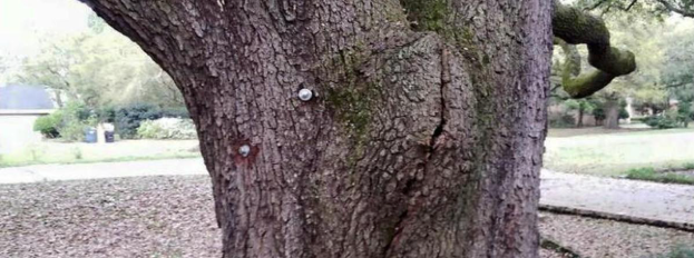 Base and root flare of a mature live oak on a residential lot, illustrating tree root health in Westwego, LA