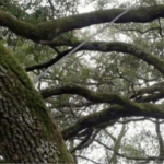 Support cable installed between limbs of a live oak by a licensed tree service company in Algiers