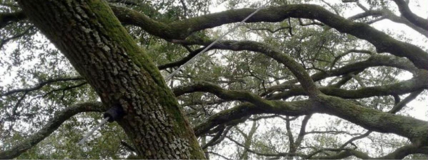 Support cable installed between limbs of a live oak by a licensed tree service company in Algiers