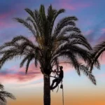 Palm tree trimming by Tree Man Inc, with a professional tree climber maintaining a healthy palm tree against a colorful sunset sky