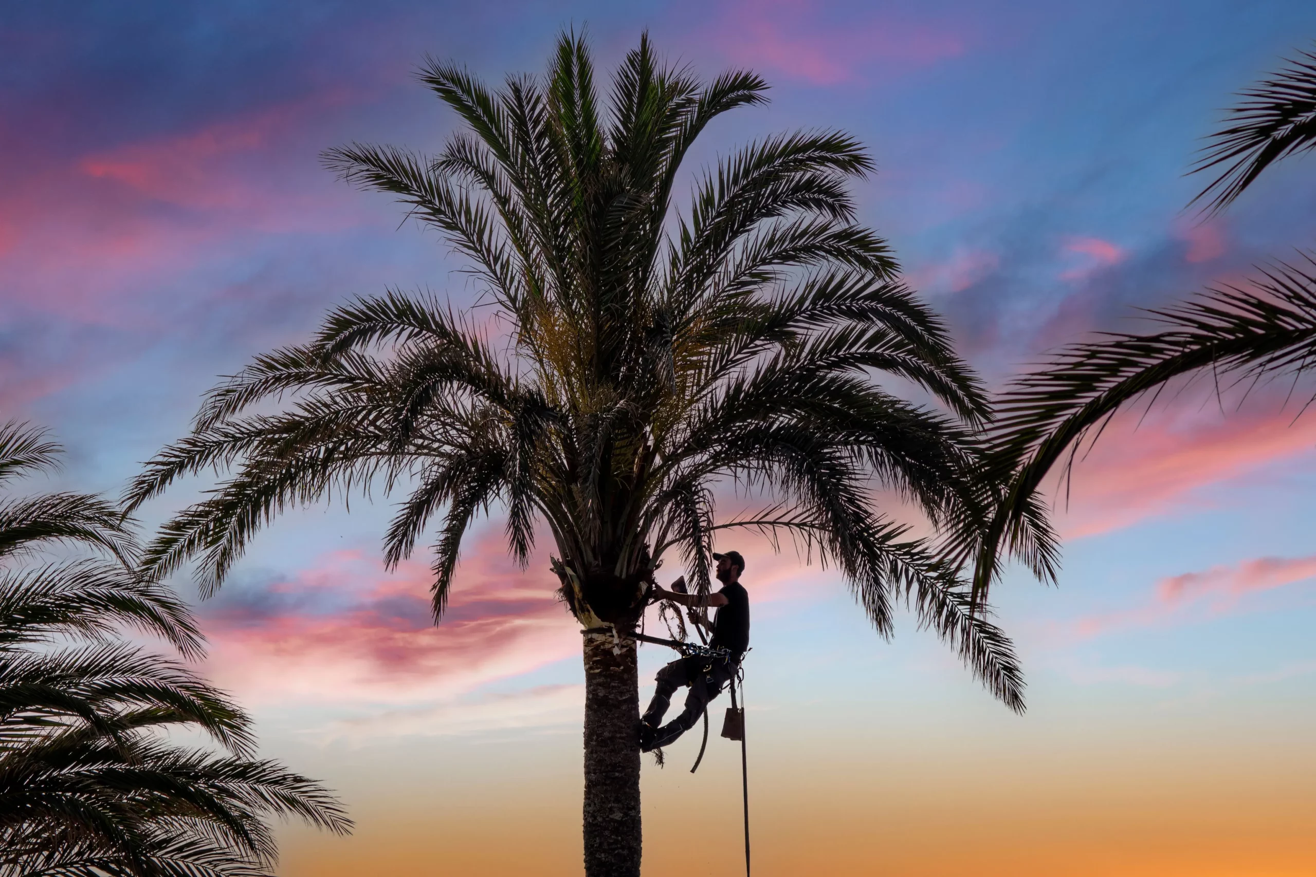 Palm tree trimming by Tree Man Inc, with a professional tree climber maintaining a healthy palm tree against a colorful sunset sky