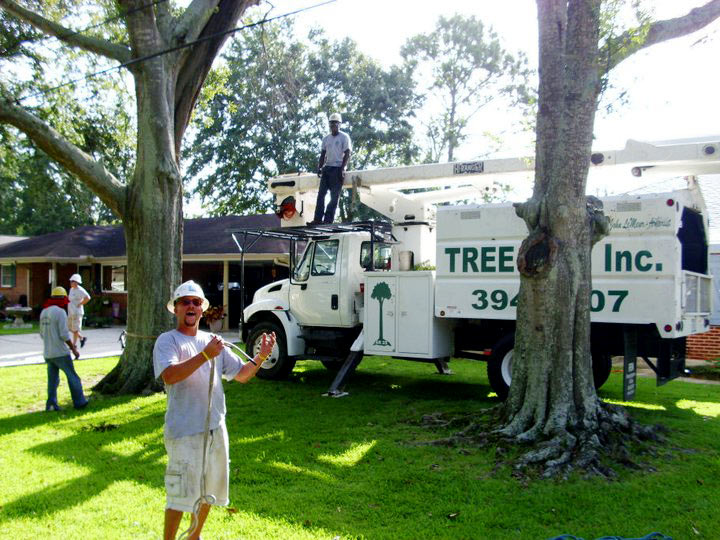 Tree Cabling &amp; More in New Orleans, LA | Tree Man Inc.