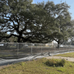 Tree trimming services in Metairie by Tree Man Inc. improving property safety and curb appeal