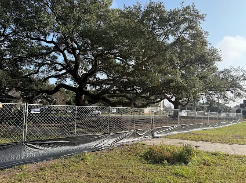 Tree trimming services in Metairie by Tree Man Inc. improving property safety and curb appeal