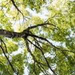 Tree Cabling in Algiers LA, mature live oak canopy supported by an arborist installed steel cable system, Tree Man Inc.