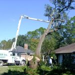 Tree Removal Company in Metairie safely removing a large tree near a home before hurricane season – Tree Man Inc.